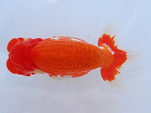 中部本部大会 勧進元二　池田　優　亀山市