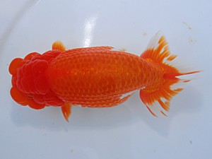 中部本部大会 行司一　石黒英明　南知多