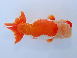 中部本部大会 行司二　山口広隆　津市