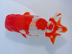 中部本部大会 行司三　鎌田芳男　稲沢市