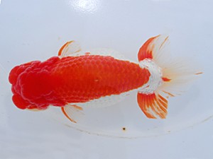 中部本部大会 脇行司一　長田佳延　常滑市