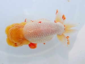 中部本部大会 脇行司二　前田芳樹　津市