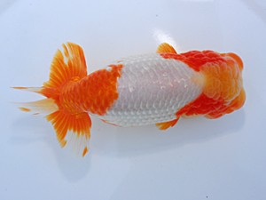 中部本部大会　西大関　林　万貴　大王