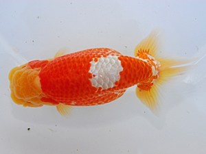 中部本部大会　立行司　久米　昇　名古屋