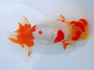 中部本部大会　取締二　林　万貴　大王