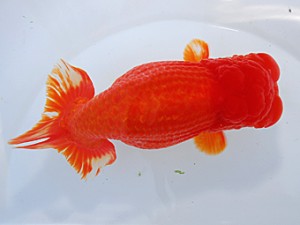 中部本部大会 東関脇　林　万貴　大王