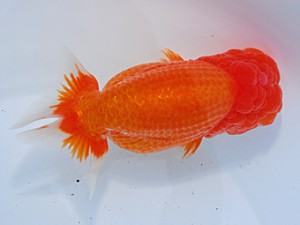 中部本部大会 西関脇　杉江拓郎　岐阜市