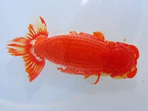 中部本部大会 東小結　林　万貴　大王