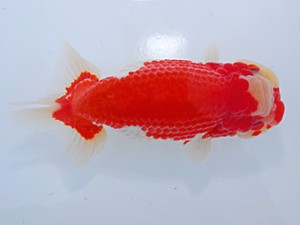 中部本部大会 西小結　松下幸敏　刈谷市