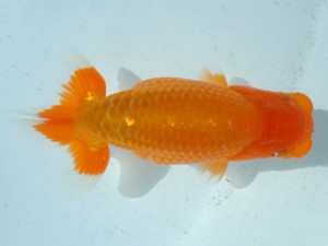 福山らんちゅう愛魚会　一席　梁原隆夫　倉敷市