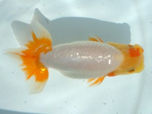 福山らんちゅう愛魚会　二席　槙野　舞　浅口市