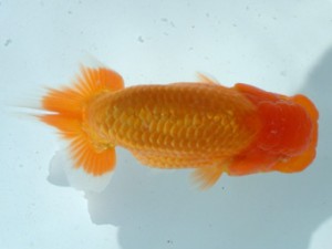 福山らんちゅう愛魚会　三席　小笠原義照　浅口市