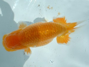 福山らんちゅう愛魚会　四席　笹井史治　福山市