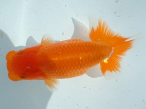 福山らんちゅう愛魚会　五席　森田智洋　福山市