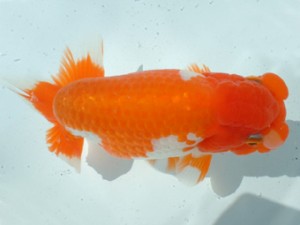 福山らんちゅう愛魚会　一席　小笠原義照　浅口市