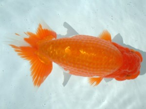 福山らんちゅう愛魚会　二席　村上暢彦　浅口市