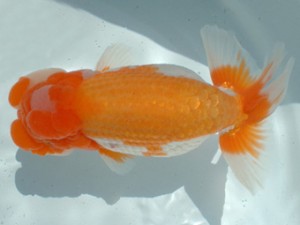 福山らんちゅう愛魚会　三席　岡田義則　広島市