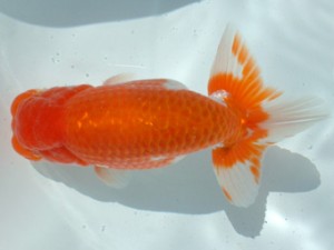 福山らんちゅう愛魚会　四席　倉田正美　福山市