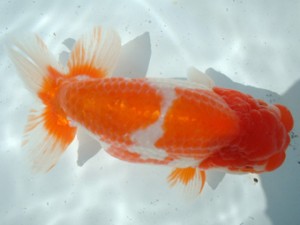 福山らんちゅう愛魚会　五席　佐藤瑛一　福山市