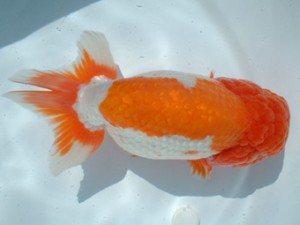 福山らんちゅう愛魚会　一席　桑元明文　世羅郡