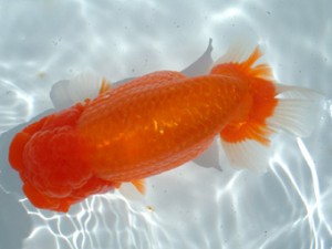 福山らんちゅう愛魚会　二席　石田一男　福山市