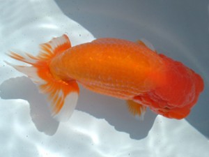 福山らんちゅう愛魚会　三席　佐藤瑛一　福山市