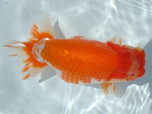 福山らんちゅう愛魚会　四席　笹井史治　福山市