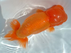 福山らんちゅう愛魚会　五席　岡田義則　広島市