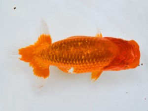 岐阜県金魚文化連合会 東大関 桑原元一 羽島 岐阜県金魚文化連合会 東大関 桑原元一 羽島