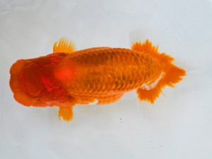 岐阜県金魚文化連合会 西大関 桑原元一 羽島 岐阜県金魚文化連合会 西大関 桑原元一 羽島