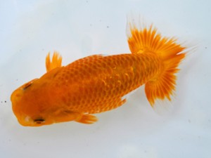 岐阜県金魚文化連合会 取締一 伊藤勝敏 津島 岐阜県金魚文化連合会 取締一 伊藤勝敏 津島