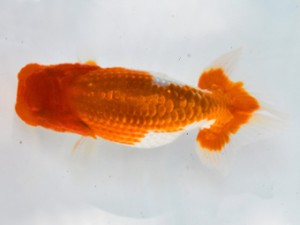 岐阜県金魚文化連合会 取締二 後藤邦彦 羽島 岐阜県金魚文化連合会 取締二 後藤邦彦 羽島