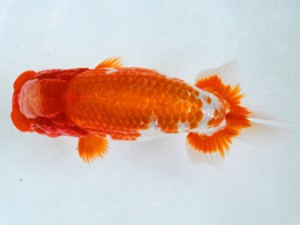 岐阜県金魚文化連合会 東大関 後藤邦彦 羽島 岐阜県金魚文化連合会 東大関 後藤邦彦 羽島