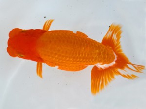 岐阜県金魚文化連合会 西大関 東野 晃 岐阜 岐阜県金魚文化連合会 西大関 東野 晃 岐阜