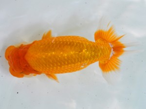 岐阜県金魚文化連合会 立行司 野村正一 大垣 岐阜県金魚文化連合会 立行司 野村正一 大垣