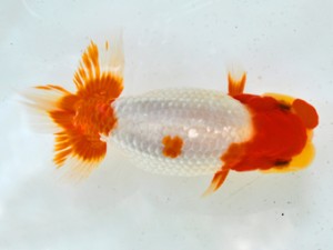 岐阜県金魚文化連合会 取締一 浅野幸生 岐阜 岐阜県金魚文化連合会 取締一 浅野幸生 岐阜