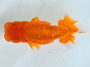 岐阜県金魚文化連合会 取締二 浅野伸二 岐阜 岐阜県金魚文化連合会 取締二 浅野伸二 岐阜