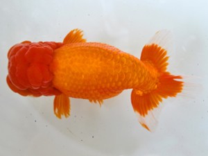 岐阜県金魚文化連合会 東大関 伊藤勝敏 津島 岐阜県金魚文化連合会 東大関 伊藤勝敏 津島