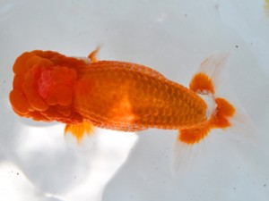 岐阜県金魚文化連合会 立行司 後藤邦彦 羽島 岐阜県金魚文化連合会 後藤邦彦 羽島