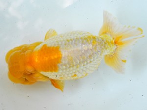 岐阜県金魚文化連合会 取締一 真子満義 津島 岐阜県金魚文化連合会 取締一 真子満義 津島