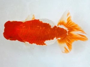 岐阜県金魚文化連合会 取締二 真子満義 津島 岐阜県金魚文化連合会 取締二 真子満義 津島