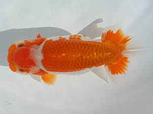 稲沢錦鱗会　東大関　伊藤勝敏　津島市