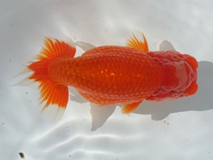 稲沢錦鱗会　西大関　鎌田芳男　稲沢市