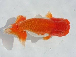 稲沢錦鱗会　立行司　大蔵正歳　四日市市