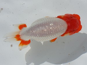 稲沢錦鱗会　取締一　鎌田芳男　稲沢市