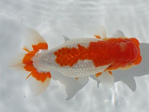 稲沢錦鱗会　取締二　近藤憲正　あま市