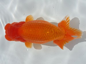 稲沢錦鱗会　東大関　近藤憲正　あま市