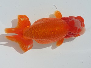 稲沢錦鱗会　西大関　近藤憲正　あま市