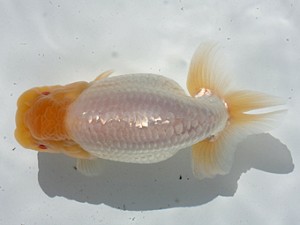 稲沢錦鱗会　立行司　近藤憲正　あま市