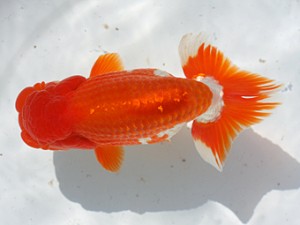 稲沢錦鱗会　取締一　鎌田芳男　稲沢市